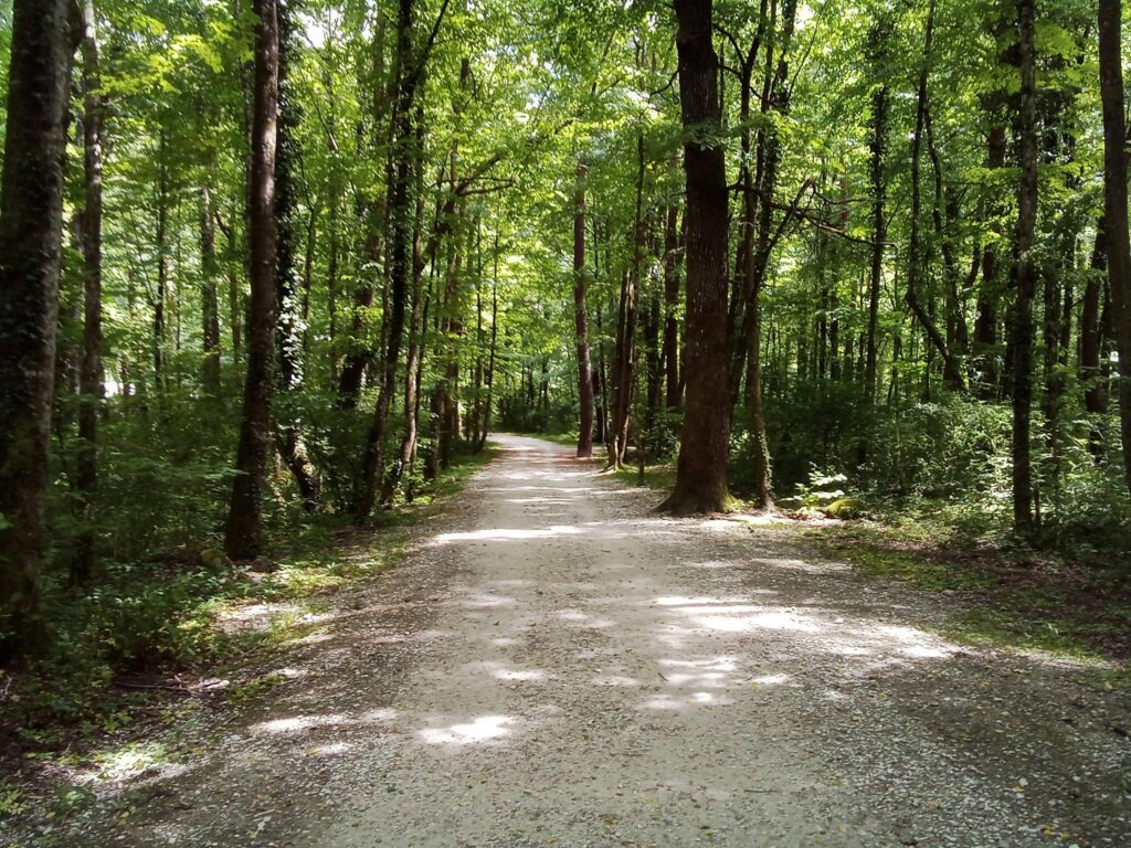 Explore the tranquil forest path in Maggia, Ticino, Switzerland, ideal for nature walks.